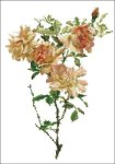 (image for) Willmott: Fortunes Double Yellow Rose